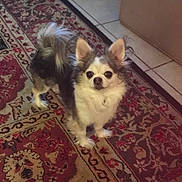 Yoda joined the competition — help win amazing prizes! dog, small_dog, long_hair, ears, curious, indoor, rug, patterned_rug, tile_floor, looking_up, pet, animal, brown, white, black, furry, standing, cute, companion, domestic