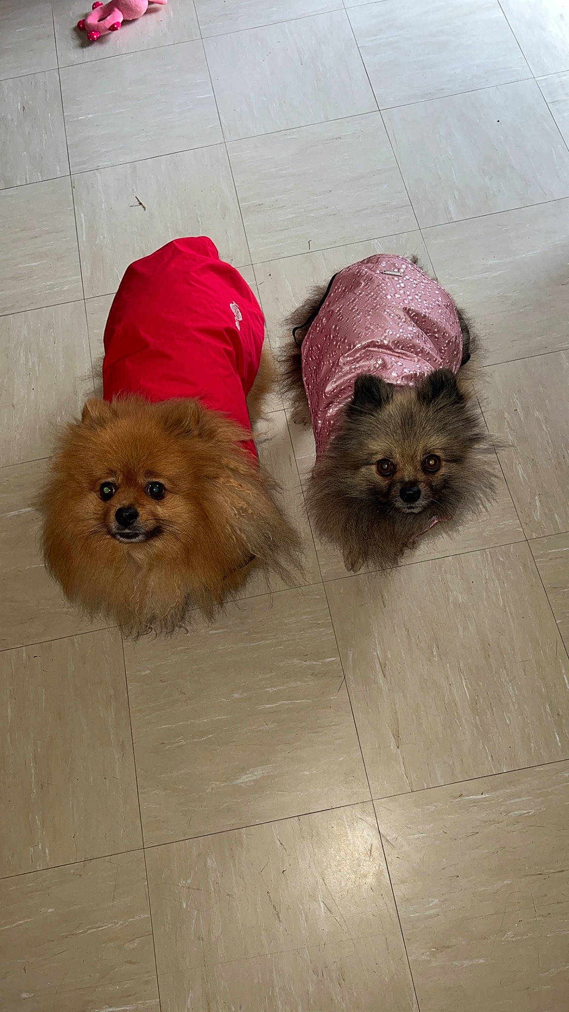 Nicci participe au concours pour gagner de l'argent avec cette photo : canidae, carnivore, companion_dog, dog, dog_breed, dog_clothes, dog_supply, fashion_accessory, fawn, flooring, fur, german_spitz, liver, pet_supply, shih_tzu, small_terrier, snout, sporting_group, toy_dog, working_animal