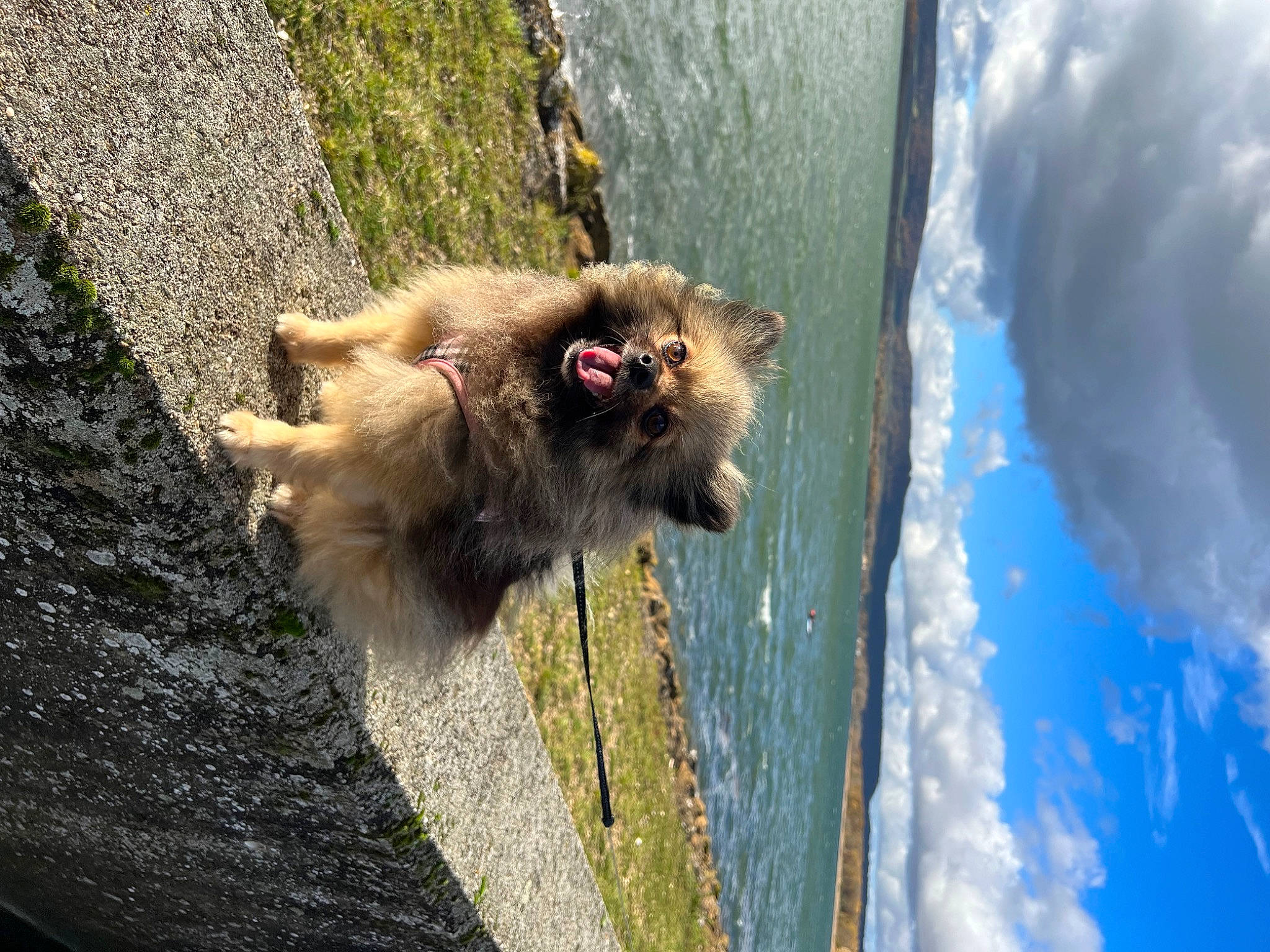 Nicci participe au concours pour gagner de l'argent avec cette photo : canidae, carnivore, cloud, companion_dog, cumulus, dog, dog_breed, fawn, fur, german_spitz, german_spitz_mittel, japanese_macaque, macaque, primate, rhesus_macaque, sky, snout, sporting_group, tail, water