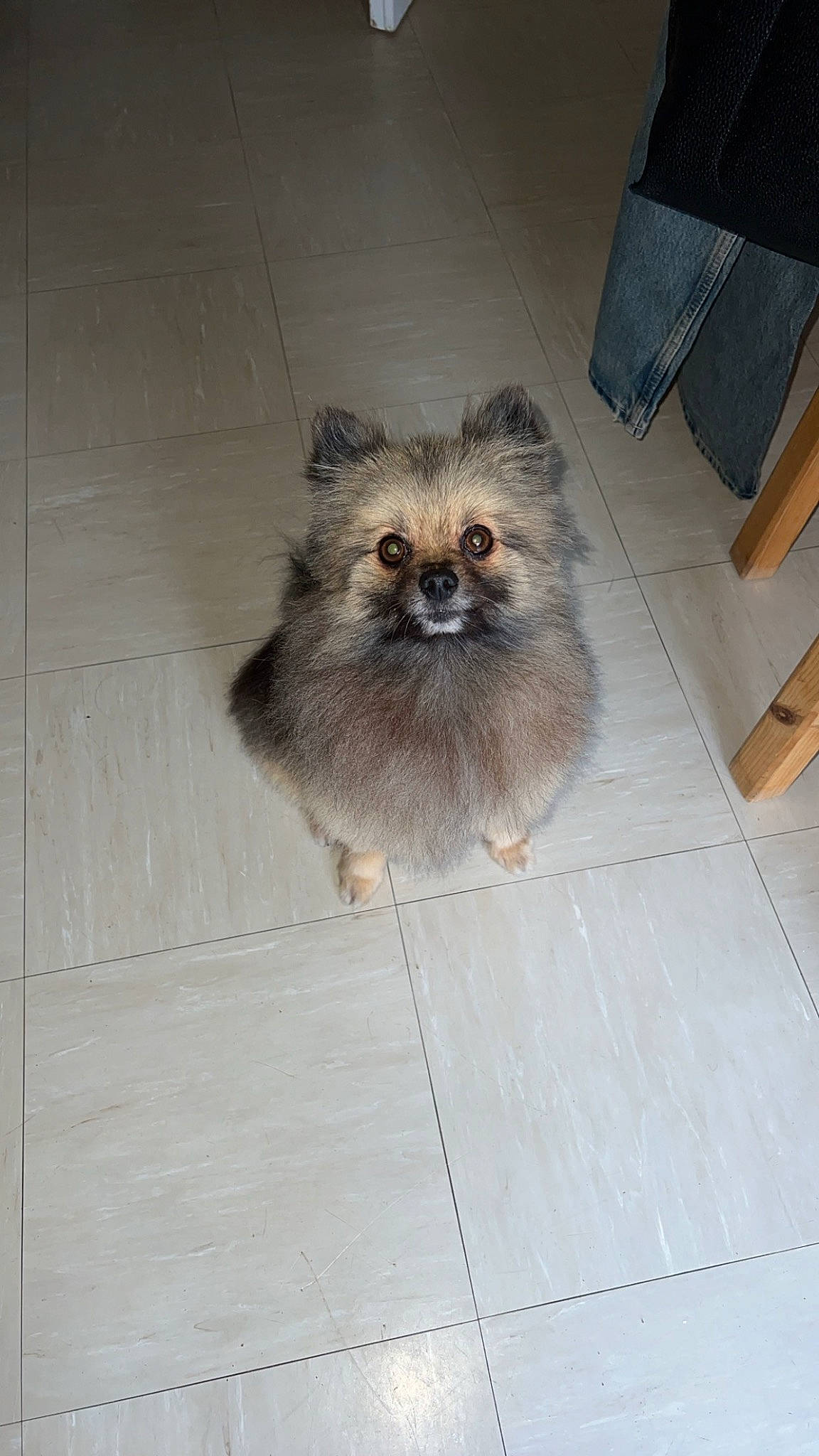 Nicci participe au concours pour gagner de l'argent avec cette photo : canidae, carnivore, companion_dog, dog_breed, fawn, felidae, flooring, fur, hardwood, non_sporting_group, paw, small_to_medium_sized_cats, snout, sporting_group, tail, terrestrial_animal, toy_dog, whiskers, wood, working_animal