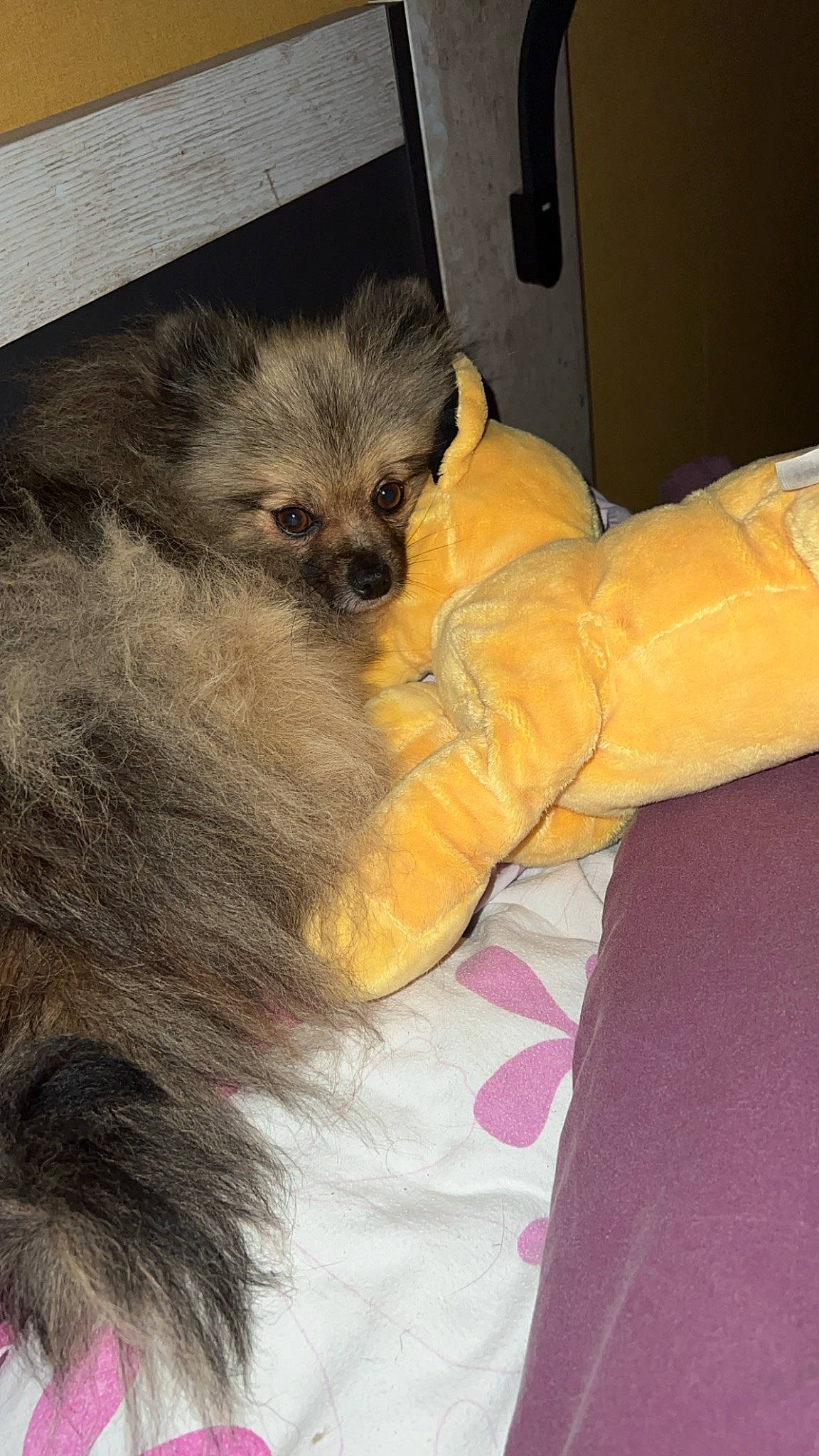 Nicci participe au concours pour gagner de l'argent avec cette photo : canidae, carnivore, claw, comfort, companion_dog, couch, dog, dog_breed, dog_clothes, dog_supply, fawn, fur, paw, snout, sporting_group, tail, terrestrial_animal, toy_dog, whiskers, working_animal