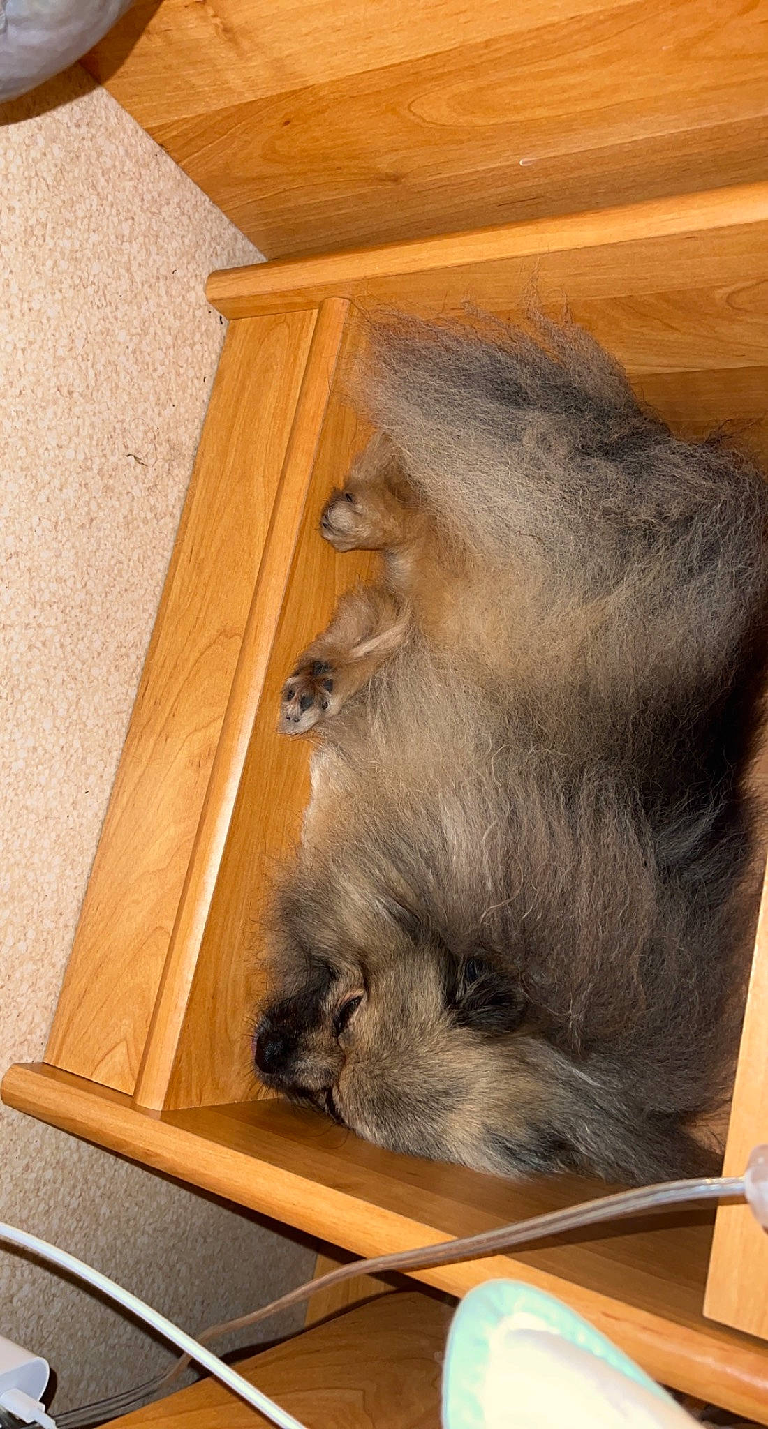 Nicci a rejoint le concours — aidez-le/la à gagner de superbes lots ! flooring, fur, hardwood, natural_material, plank, plywood, primate, tail, terrestrial_animal, whiskers, wood, wood_stain