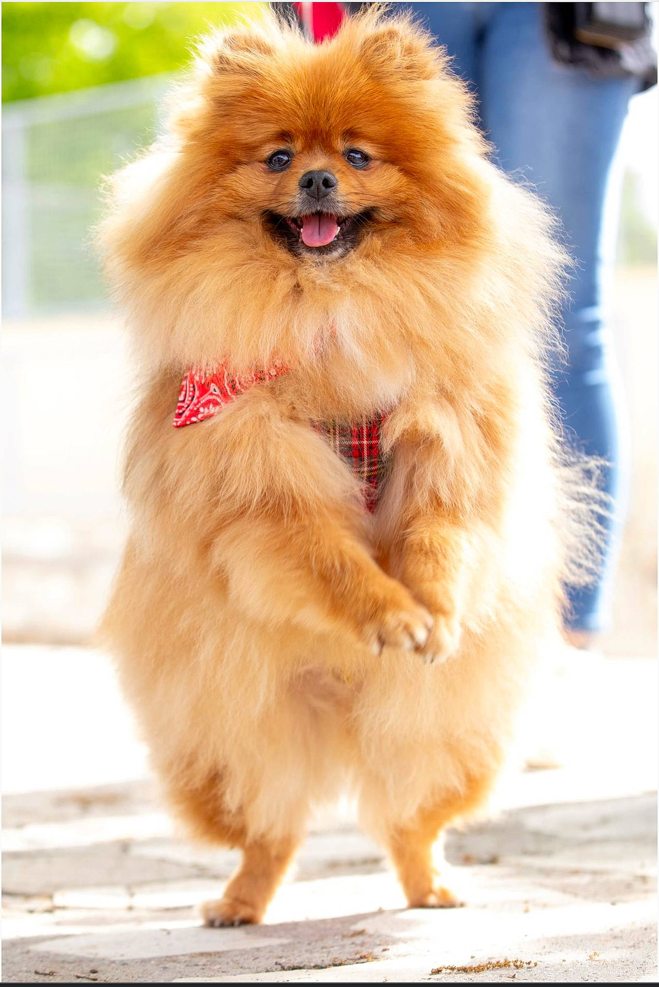 Cooky a rejoint le concours — aidez-le/la à gagner de superbes lots ! ancient_dog_breeds, canidae, carnivore, collar, companion_dog, dog, dog_breed, fawn, fur, german_spitz, german_spitz_klein, liver, non_sporting_group, snout, spitz, sporting_group, toy_dog, working_animal