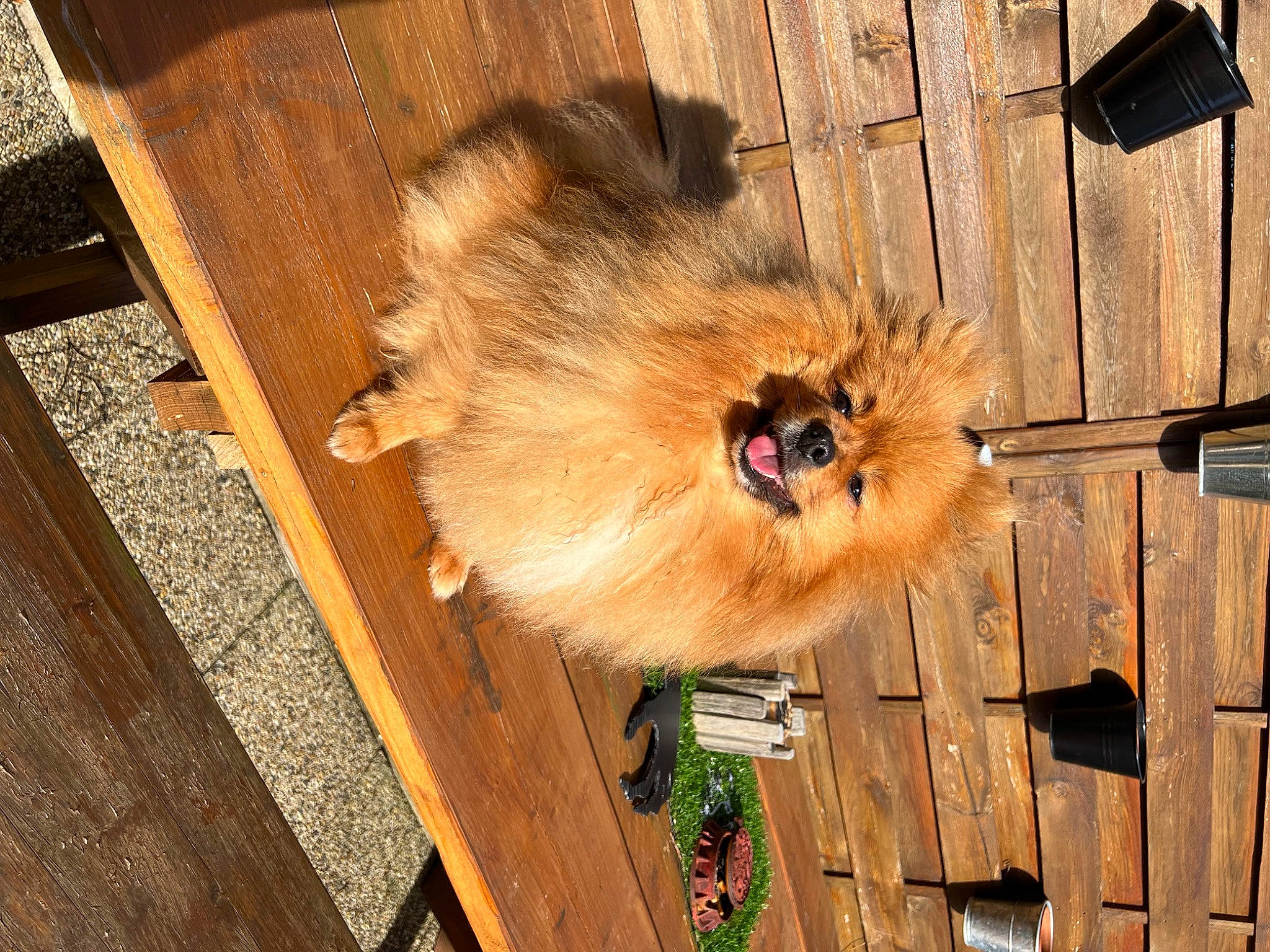 Cooky a rejoint le concours — aidez-le/la à gagner de superbes lots ! canidae, carnivore, companion_dog, dog, dog_breed, fawn, felidae, flooring, fur, german_spitz_klein, hardwood, plank, small_to_medium_sized_cats, sporting_group, tail, terrestrial_animal, varnish, whiskers, wood, wood_stain