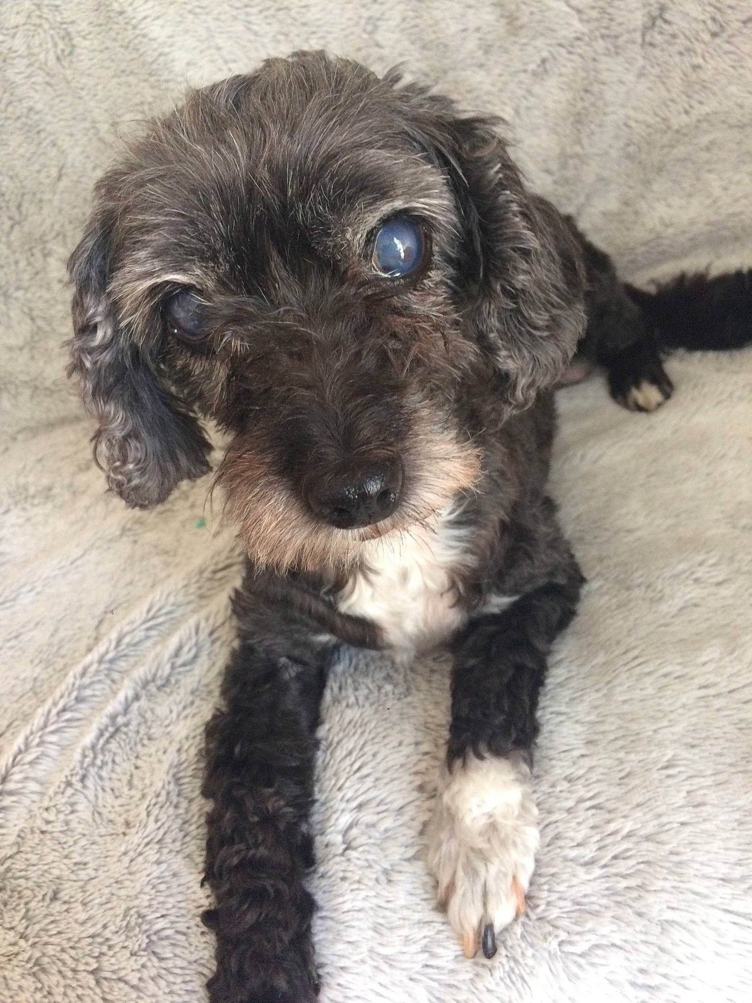 Minnie participe au concours pour gagner de l'argent avec cette photo : canidae, carnivore, companion_dog, dog, dog_breed, dog_collar, fur, liver, maltepoo, non_sporting_group, puppy, small_terrier, snout, sporting_group, terrestrial_animal, terrier, toy_dog, water_dog, working_animal