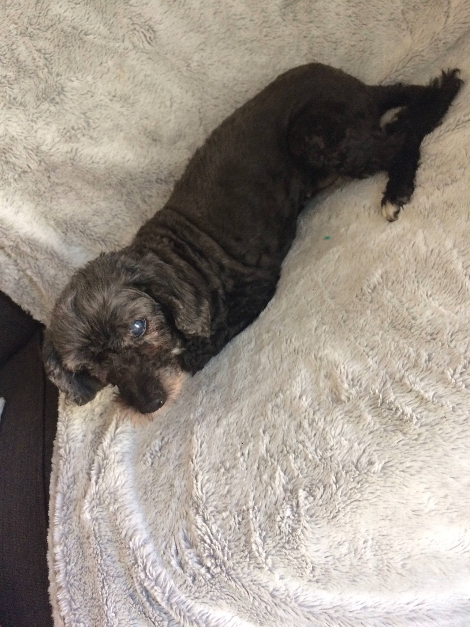 Minnie participe au concours pour gagner de l'argent avec cette photo : canidae, carnivore, comfort, companion_dog, dog, dog_breed, fawn, fur, liver, nap, snout, sporting_group, tail, terrestrial_animal, treeing_tennessee_brindle, vertebrate, whiskers, wood, working_animal, wrinkle