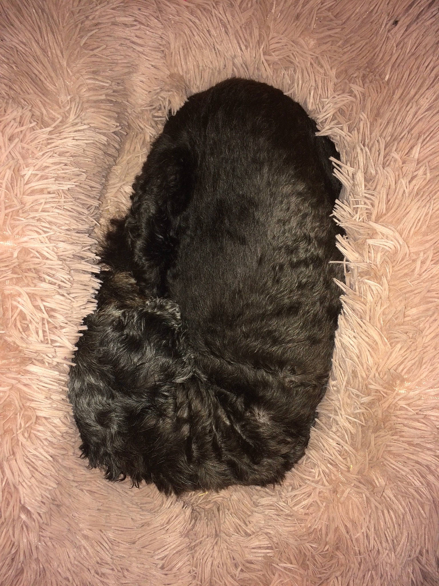 Minnie participe au concours pour gagner de l'argent avec cette photo : canidae, cat, cat_bed, claw, dog_breed, fashion_accessory, felidae, fur, liver, monochrome, monochrome_photography, natural_material, paw, small_to_medium_sized_cats, snout, sporting_group, tail, terrestrial_animal, whiskers, wool