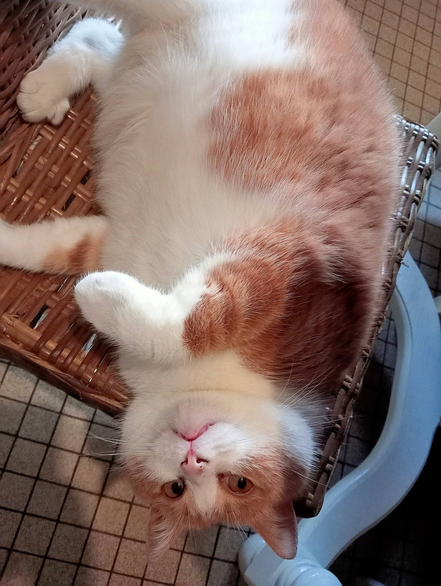 Cacahuètes a rejoint le concours — aidez-le/la à gagner de superbes lots ! carnivore, cat, claw, comfort, companion_dog, domestic_short_haired_cat, eye, fawn, felidae, flooring, foot, fur, hardwood, paw, small_to_medium_sized_cats, snout, sporting_group, tail, whiskers, wood