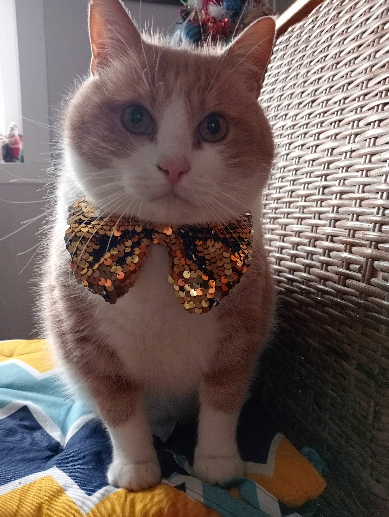 Cacahuètes a rejoint le concours — aidez-le/la à gagner de superbes lots ! carnivore, cat, cat_supply, collar, domestic_short_haired_cat, fawn, felidae, fur, mesh, pattern, paw, small_to_medium_sized_cats, snout, tail, terrestrial_animal, whiskers