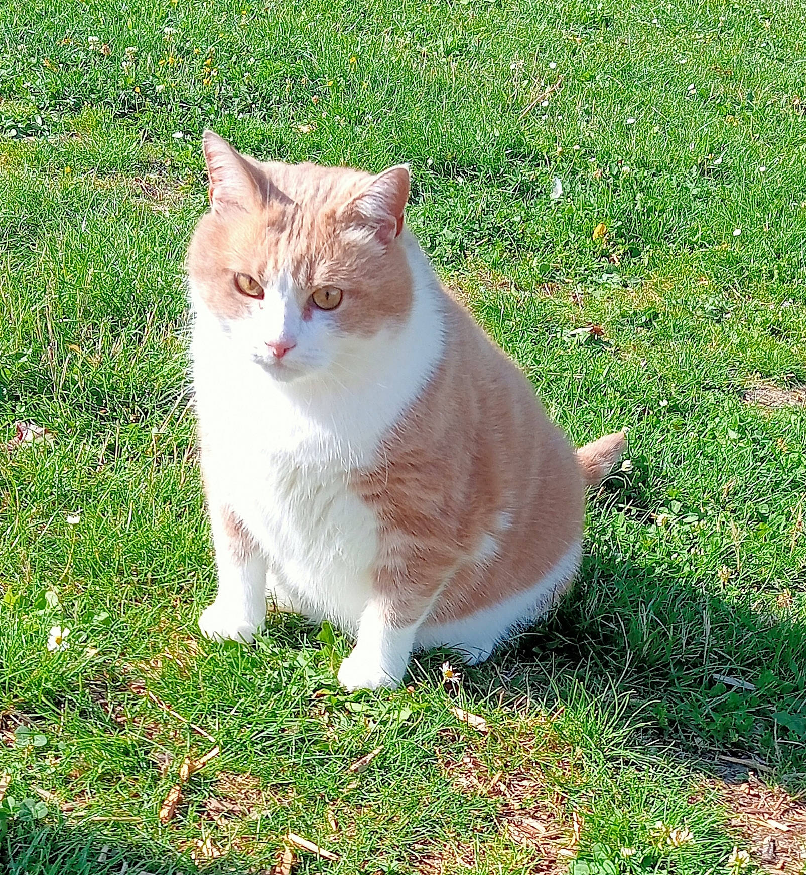 Cacahuètes a rejoint le concours — aidez-le/la à gagner de superbes lots ! art, carnivore, cat, domestic_short_haired_cat, eye, fawn, felidae, fur, grass, groundcover, plant, sitting, small_to_medium_sized_cats, snout, tail, terrestrial_animal, tree, whiskers