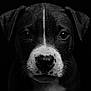 Aïka a rejoint le concours — aidez-le/la à gagner de superbes lots ! puppy, dog, black_and_white, close_up, portrait, water_droplets, cute, animal, pet, face, whiskers, black_background, young_dog, muzzle, eyes, nose, fur, head, expression, adorable