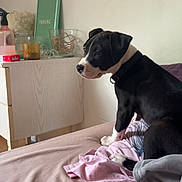 Aïka participe au concours pour gagner de l'argent avec cette photo : puppy, dog, bed, blanket, indoor, furniture, dresser, household_items, curious, black_and_white, pet, canine, soft_lighting, cozy, resting, young_dog, collar, side_view, domestic, animal