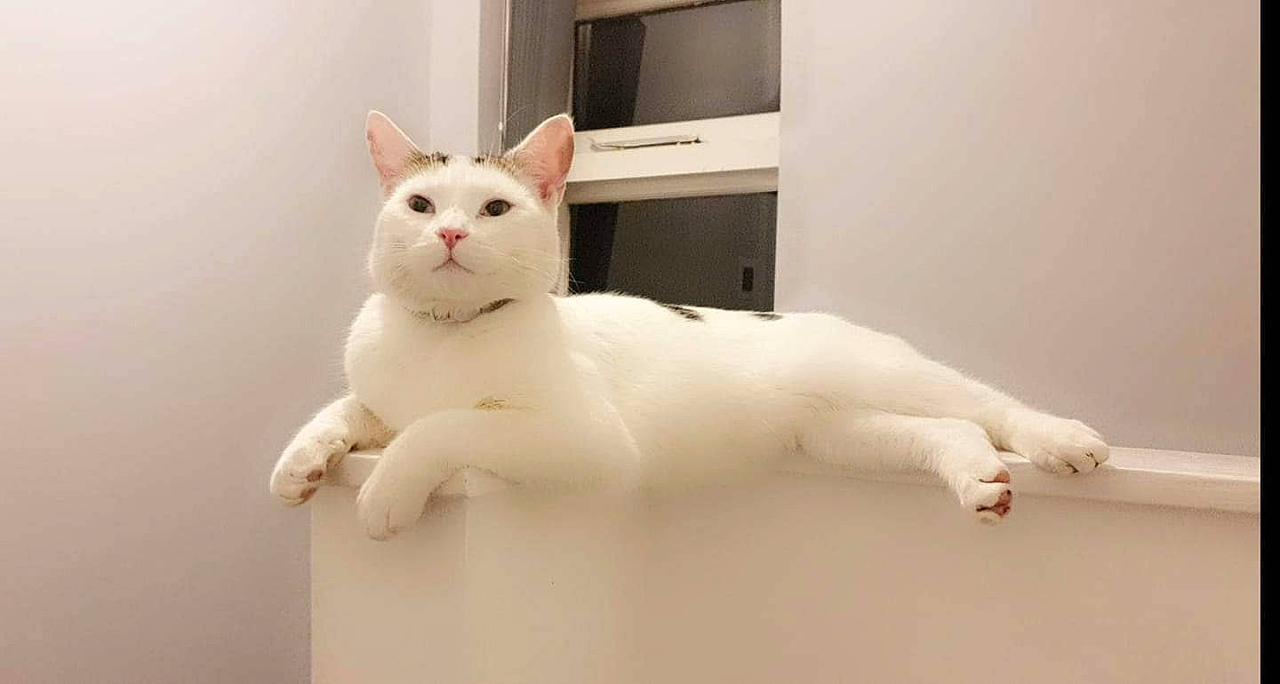 Baby joined the competition — help win amazing prizes! carnivore, cat, domestic_short_haired_cat, ear, fawn, felidae, flooring, fur, home_appliance, paw, plaster, small_to_medium_sized_cats, tail, whiskers, window