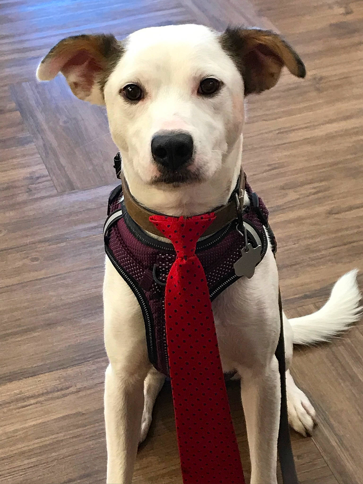 Rome is registered to the contest to win money with this photo: bow_tie, canidae, carnivore, collar, companion_dog, dog, dog_breed, dog_clothes, dog_collar, dog_supply, eye, fashion_accessory, fawn, leash, pet_supply, snout, sporting_group, whiskers, wood, working_animal