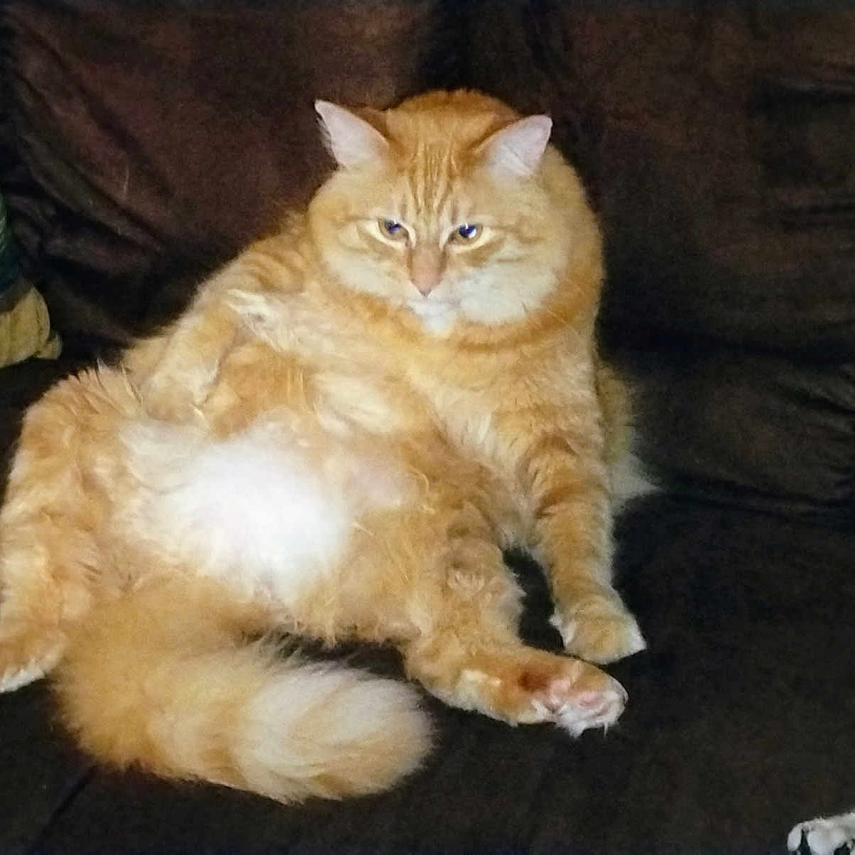 Oliver is registered to the contest to win money with this photo: animal, cat, couch, cute, domestic_cat, ears, fluffy, fur, furniture, ginger_cat, home, indoor, lazy, mammal, paw, pet, relaxed, sitting, tail, whiskers