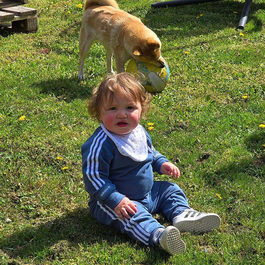 Noah participe au concours pour gagner de l'argent avec cette photo : child, curly_hair, dog, fence, grass, greenery, hanging_chair, nature, outdoor, pet, playground, recreation, slide, smiling, sneakers, soccer_ball, sunny, toddler, toy, tracksuit