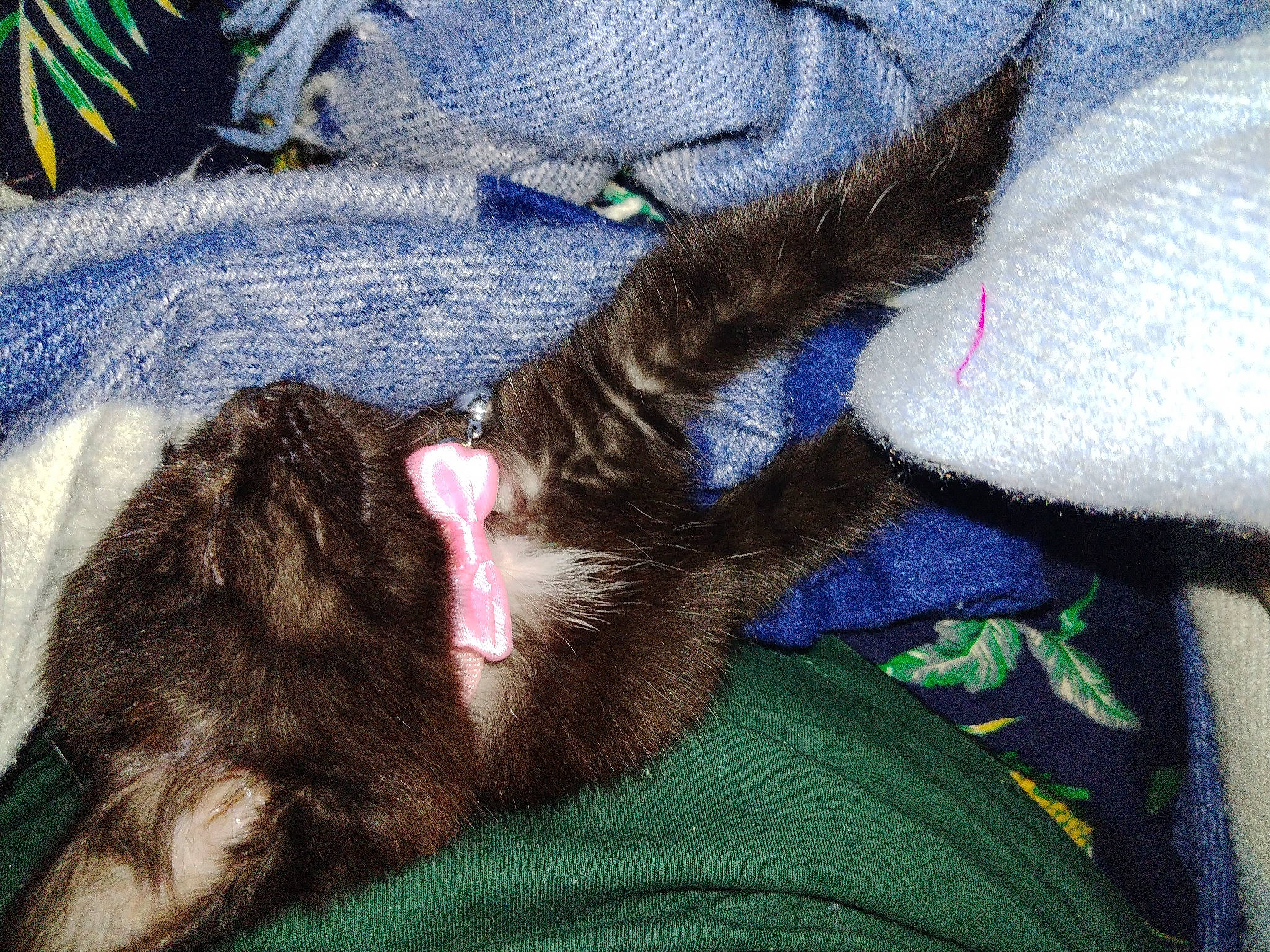 Mishka a rejoint le concours — aidez-le/la à gagner de superbes lots ! canidae, carnivore, claw, comfort, companion_dog, dog_breed, domestic_short_haired_cat, electric_blue, felidae, foot, fur, human_leg, linens, liver, paw, small_to_medium_sized_cats, sporting_group, tail, whiskers, working_animal