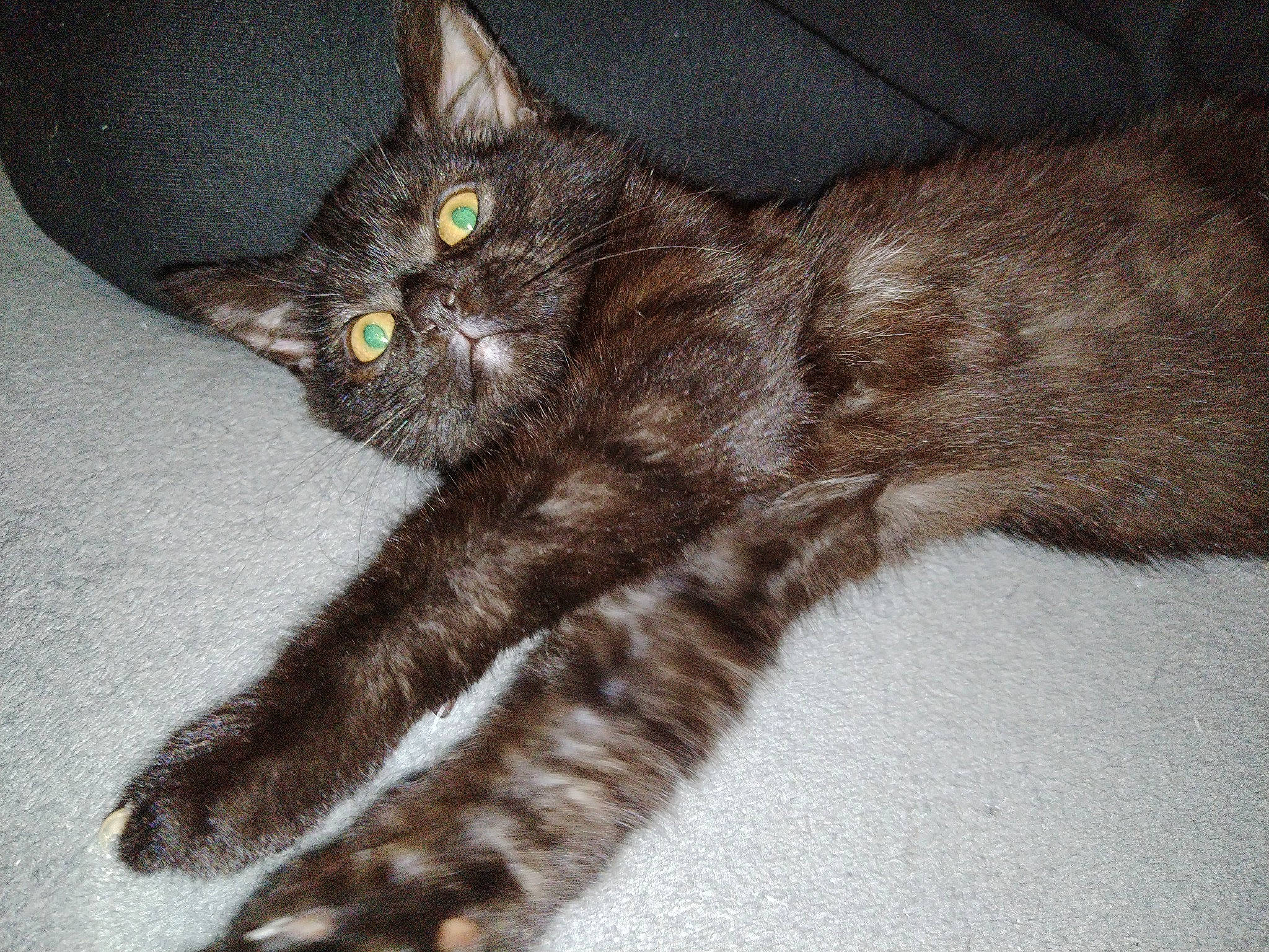 Mishka participe au concours pour gagner de l'argent avec cette photo : black_cat, carnivore, cat, claw, domestic_short_haired_cat, eye, felidae, fur, paw, small_to_medium_sized_cats, snout, tail, terrestrial_animal, whiskers