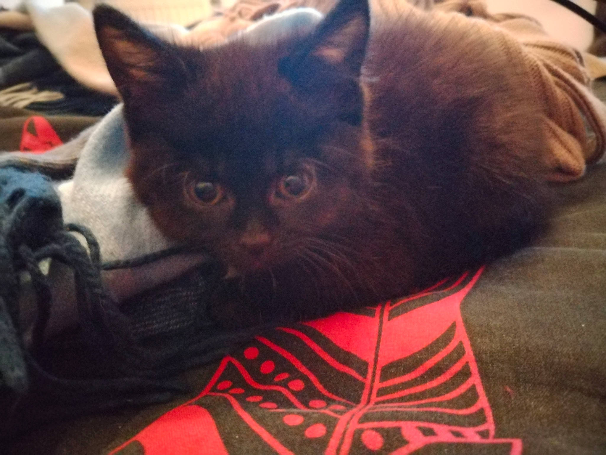 Mishka a rejoint le concours — aidez-le/la à gagner de superbes lots ! black_cat, carmine, carnivore, cat, cat_supply, claw, comfort, domestic_short_haired_cat, felidae, fur, paw, sitting, small_to_medium_sized_cats, snout, square, tail, whiskers