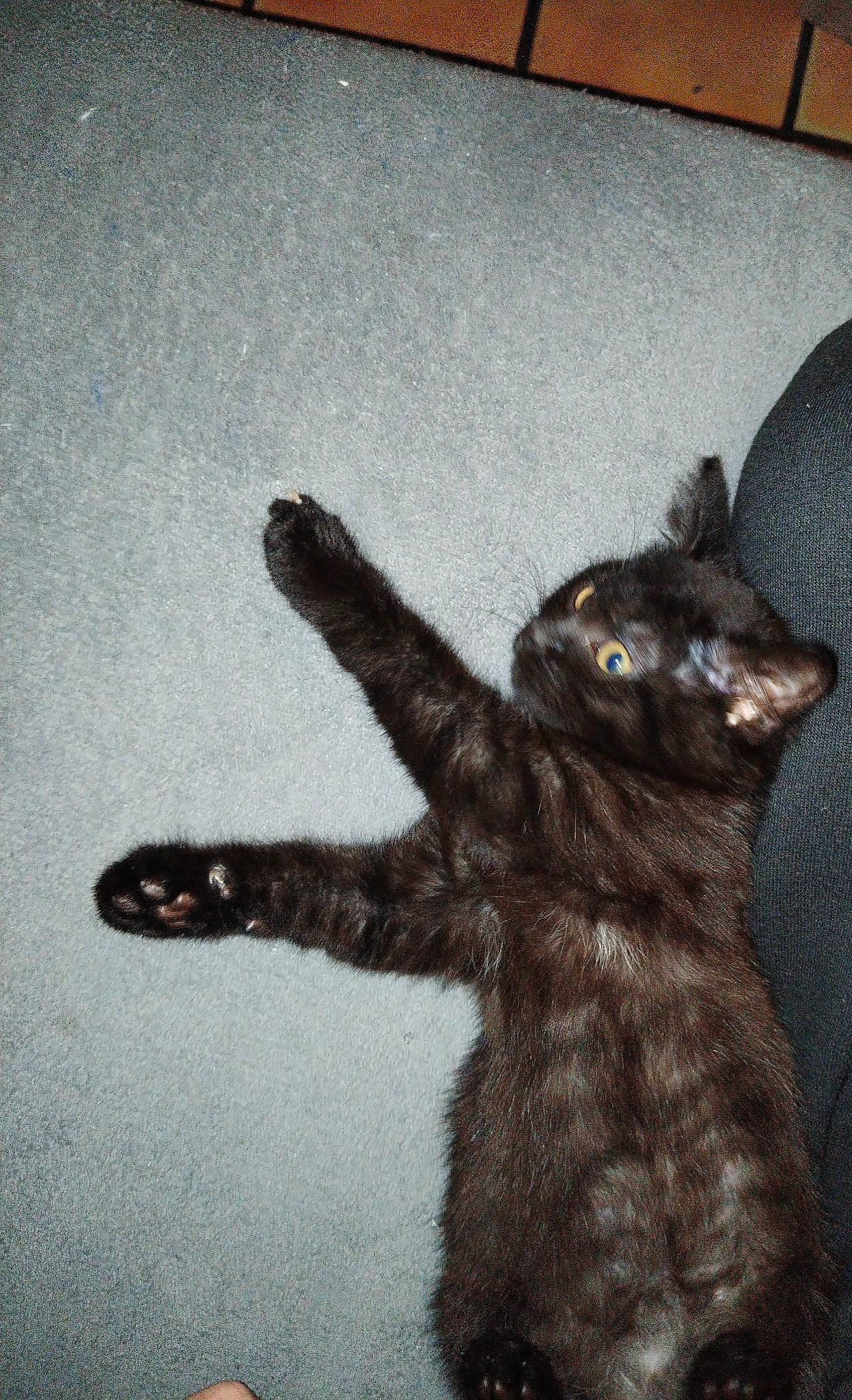 Mishka a rejoint le concours — aidez-le/la à gagner de superbes lots ! black_cat, bombay, carnivore, cat, claw, comfort, domestic_short_haired_cat, felidae, flooring, foot, fur, gesture, paw, small_to_medium_sized_cats, snout, tail, terrestrial_animal, whiskers