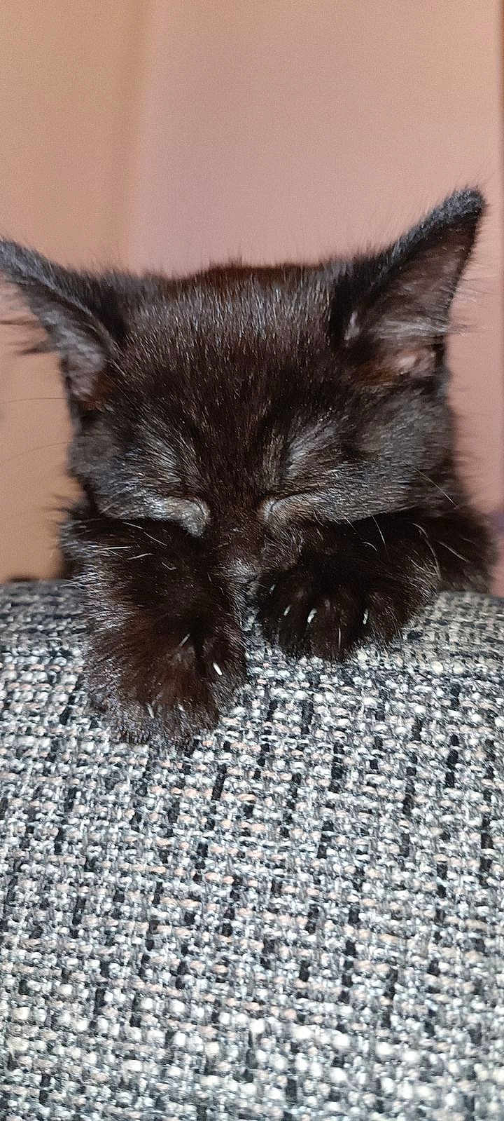 Mishka