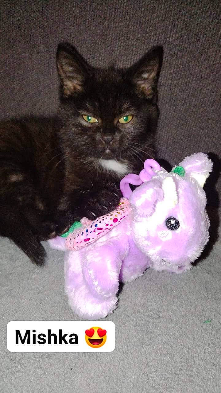 Mishka a rejoint le concours — aidez-le/la à gagner de superbes lots ! animal_figure, black_cat, carnivore, cat, cat_supply, cat_toy, domestic_short_haired_cat, felidae, font, fur, magenta, mythical_creature, paw, photo_caption, small_to_medium_sized_cats, snout, stuffed_toy, tail, toy, whiskers