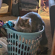 Gracie Lou joined the competition — help win amazing prizes! cat, laundry_basket, long_hair_cat, indoor, carpet, clothes, furniture, framed_photo, storage_bins, cozy, pet, living_room, basket, soft_toys, curious, relaxed, home_interior, portrait, sitting, household_items