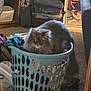 cat, laundry_basket, long_hair_cat, indoor, carpet, clothes, furniture, framed_photo, storage_bins, cozy, pet, living_room, basket, soft_toys, curious, relaxed, home_interior, portrait, sitting, household_items