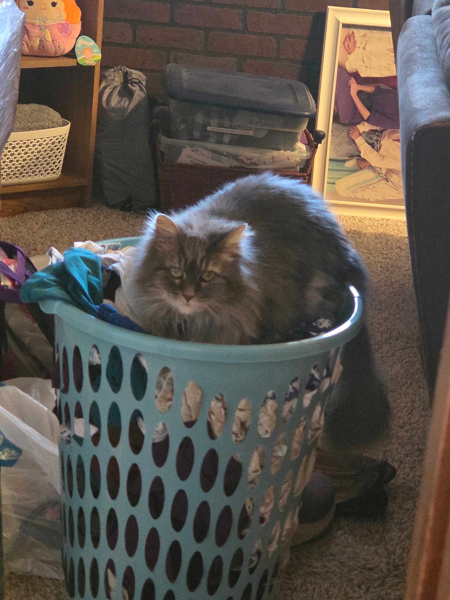 Gracie Lou joined the competition — help win amazing prizes! cat, laundry_basket, long_hair_cat, indoor, carpet, clothes, furniture, framed_photo, storage_bins, cozy, pet, living_room, basket, soft_toys, curious, relaxed, home_interior, portrait, sitting, household_items