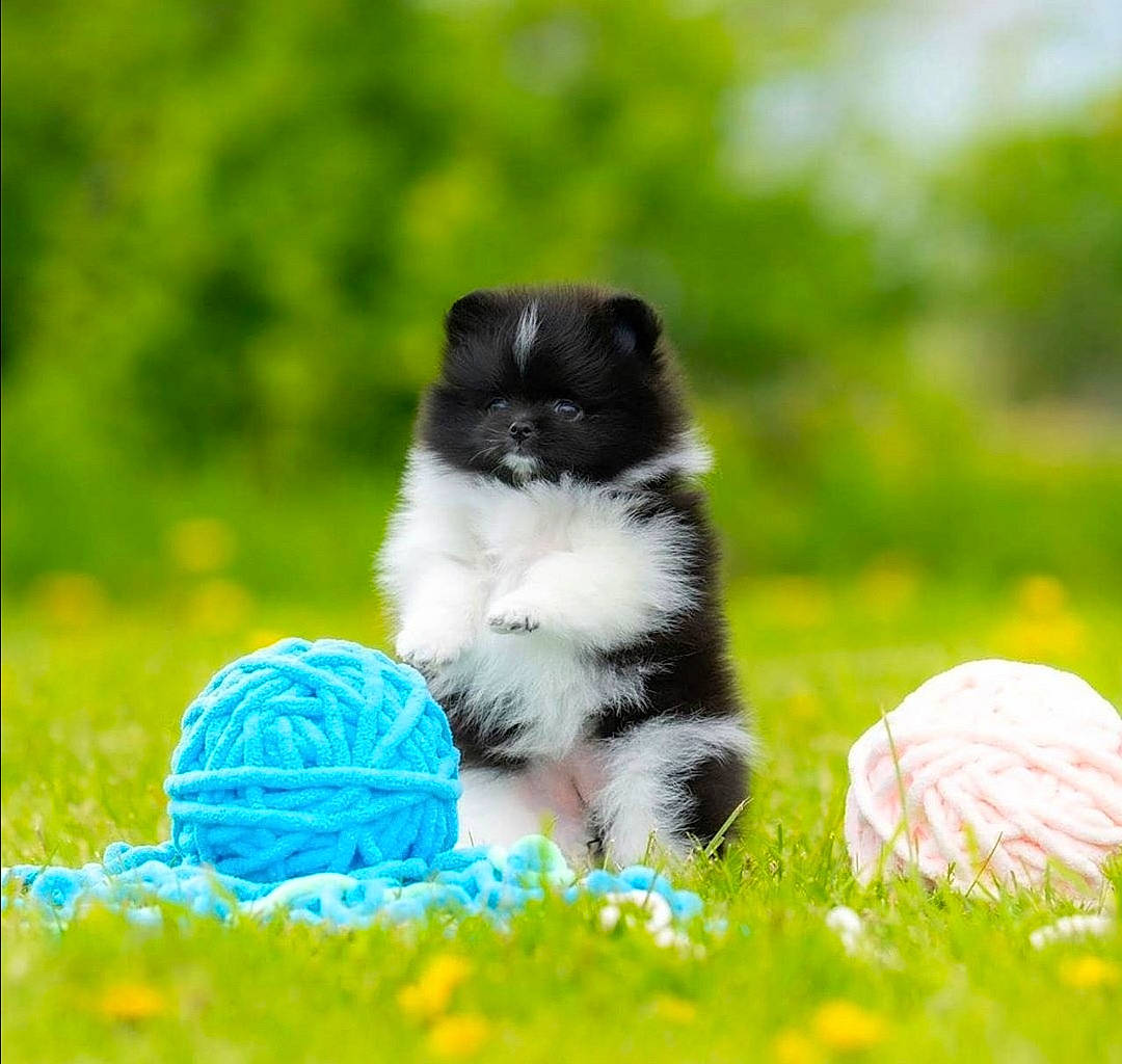 Happy participe au concours pour gagner de l'argent avec cette photo : border_collie, canidae, carnivore, dog, dog_breed, grass, mammal, pomeranian, puppy, vertebrate