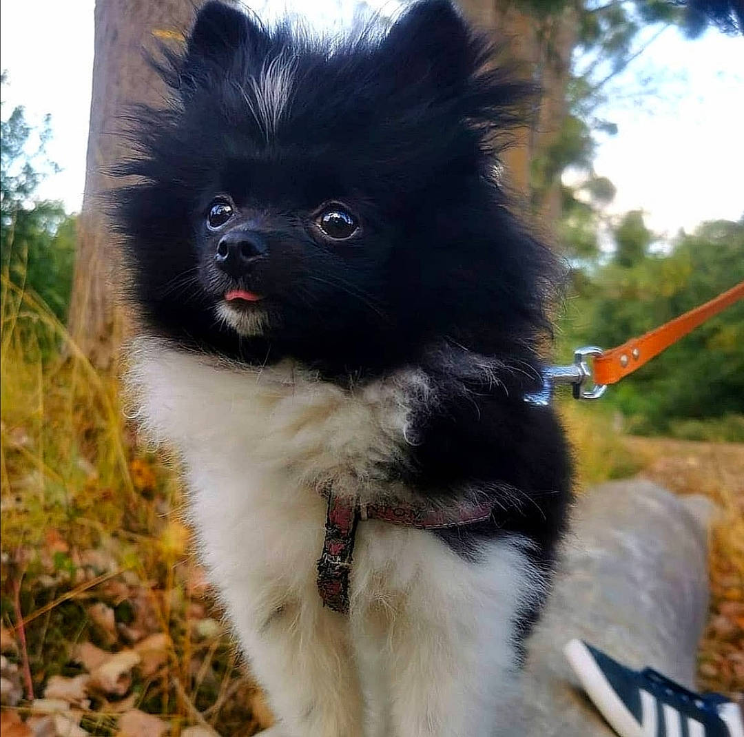 Happy a rejoint le concours — aidez-le/la à gagner de superbes lots ! canidae, carnivore, companion_dog, dog, dog_breed, fawn, german_spitz, german_spitz_klein, german_spitz_mittel, keeshond, mammal, non_sporting_group, pomeranian, puppy, rare_breed_dog, snout, spitz, toy_dog, vertebrate