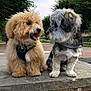 animal, canine, collar, companions, cute, dog, fluffy, friendly, fur, greenery, harness, nature, outdoor, park, pathway, pets, puppy, sitting, stone, two_dogs