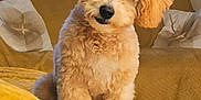 Benji is registered to the contest to win money with this photo: animal, blinds, couch, cozy, curly_fur, cute, dog, domestic_animal, fluffy, fur, head_tilt, indoor, living_room, pet, pillow, puppy, sitting, soft_lighting, window, yellow_blanket