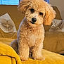 animal, blinds, couch, cozy, curly_fur, cute, dog, domestic_animal, fluffy, fur, head_tilt, indoor, living_room, pet, pillow, puppy, sitting, soft_lighting, window, yellow_blanket