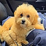 Benji joined the competition — help win amazing prizes! animal, apricot, car_interior, companion, cute, dog, door_handle, fluffy, fur, indoors, jacket, leather, looking, pet, puppy, relaxed, seat, seatbelt, small_dog, window