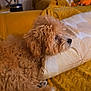 Benji joined the competition — help win amazing prizes! apricot, blanket, canine, couch, cozy, curly_fur, dog, domestic_animal, fur, furniture, indoors, living_room, pet, pillow, poodle, relaxed, resting, texture, warm_lighting, window