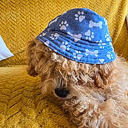 Benji is registered to the contest to win money with this photo: blue_hat, bones_pattern, bucket_hat, canine, cozy, curly_fur, cute, dog, fur, furniture, home, indoor, paw_prints, pet, relaxed, resting, shy, sleepy, textured_blanket, yellow_blanket