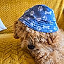 blue_hat, bones_pattern, bucket_hat, canine, cozy, curly_fur, cute, dog, fur, furniture, home, indoor, paw_prints, pet, relaxed, resting, shy, sleepy, textured_blanket, yellow_blanket