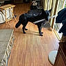 Shylah is registered to the contest to win money with this photo: animal, black_dog, books, canine, chair, dog, fan, furniture, glass_door, home, indoor, living_room, mouth_holding, natural_light, pet, rug, standing, stick, table, wooden_floor