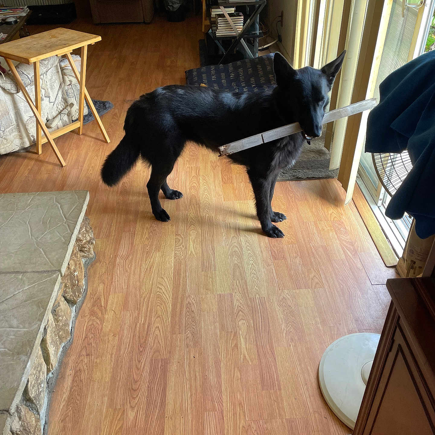 Shylah is registered to the contest to win money with this photo: animal, black_dog, books, canine, chair, dog, fan, furniture, glass_door, home, indoor, living_room, mouth_holding, natural_light, pet, rug, standing, stick, table, wooden_floor