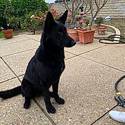 Shylah joined the competition — help win amazing prizes! animal, backyard, black_dog, concrete, dog, flower, garden, hose, leash, nature, outdoor, patio, pet, plants, potted_plants, shrubbery, sidewalk, sitting, sky, tree