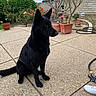 animal, backyard, black_dog, concrete, dog, flower, garden, hose, leash, nature, outdoor, patio, pet, plants, potted_plants, shrubbery, sidewalk, sitting, sky, tree