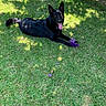 Shylah joined the competition — help win amazing prizes! animal, black_dog, canine, daytime, dog, ears_up, grass, happy, lawn, nature, outdoor, pet, playful, purple_toy, relaxed, shadow, summer, sunlight, tongue_out, toy