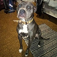 Bruiser is registered to the contest to win money with this photo: dog, indoor, carpet, rug, pet, animal, collar, bicycle_wheel, bed, furniture, brown, gray, white, floor, sitting, flash, reflection, room, home, canine