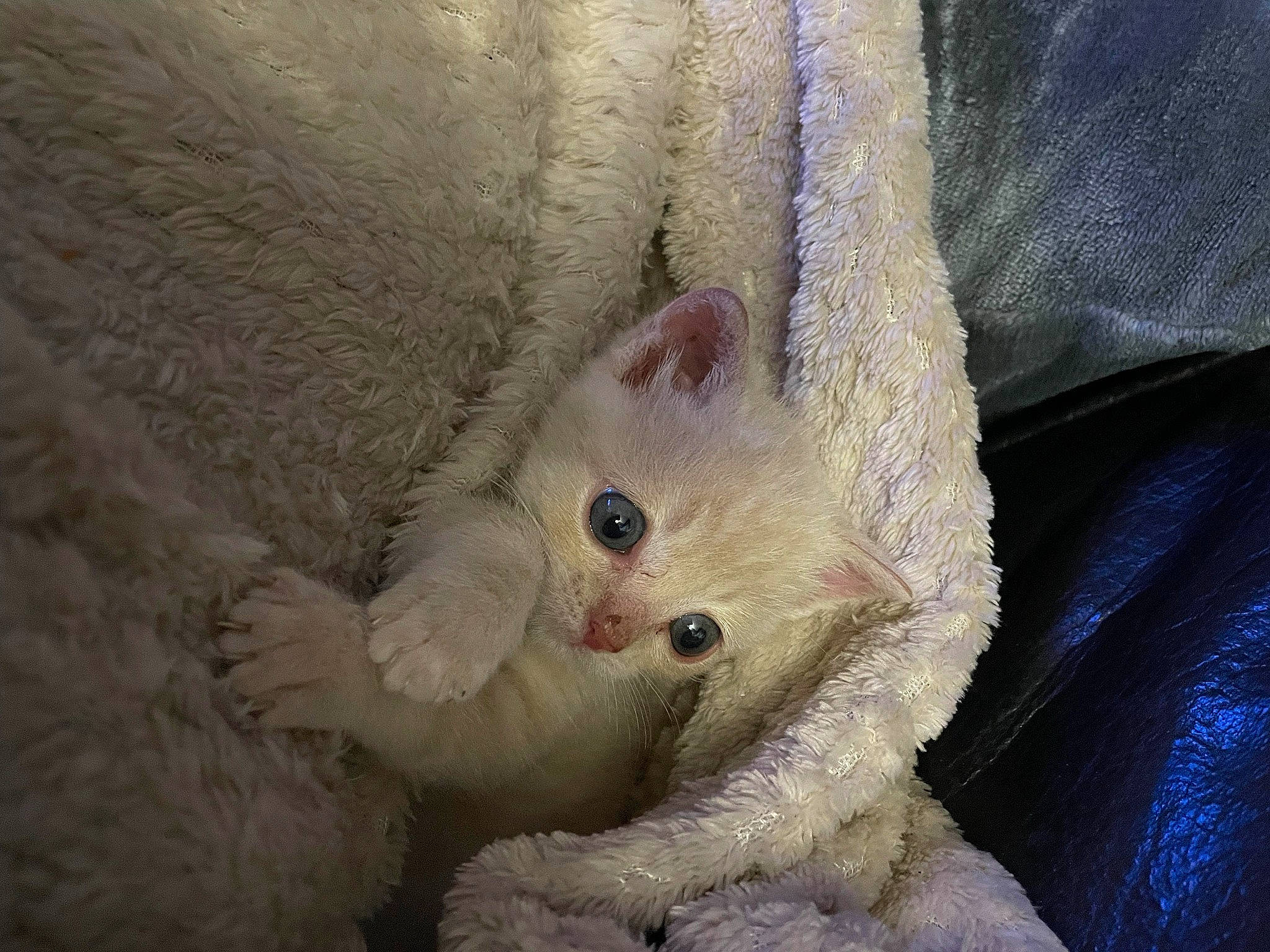 Tommy a rejoint le concours — aidez-le/la à gagner de superbes lots ! carnivore, cat, claw, comfort, domestic_short_haired_cat, ear, eye, fawn, felidae, fur, head, paw, small_to_medium_sized_cats, snout, tail, terrestrial_animal, whiskers