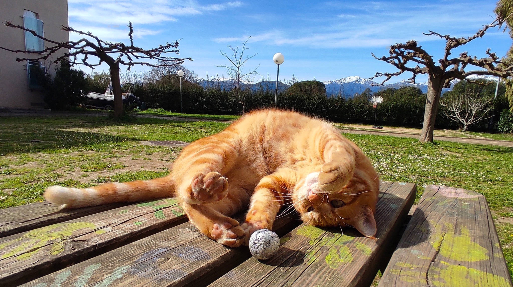 Rouky Dit Pépère a rejoint le concours — aidez-le/la à gagner de superbes lots ! carnivore, cat, cloud, companion_dog, fawn, felidae, fur, grass, leisure, mammal, plant, sky, small_to_medium_sized_cats, snout, tail, terrestrial_animal, tree, vertebrate, whiskers, wood