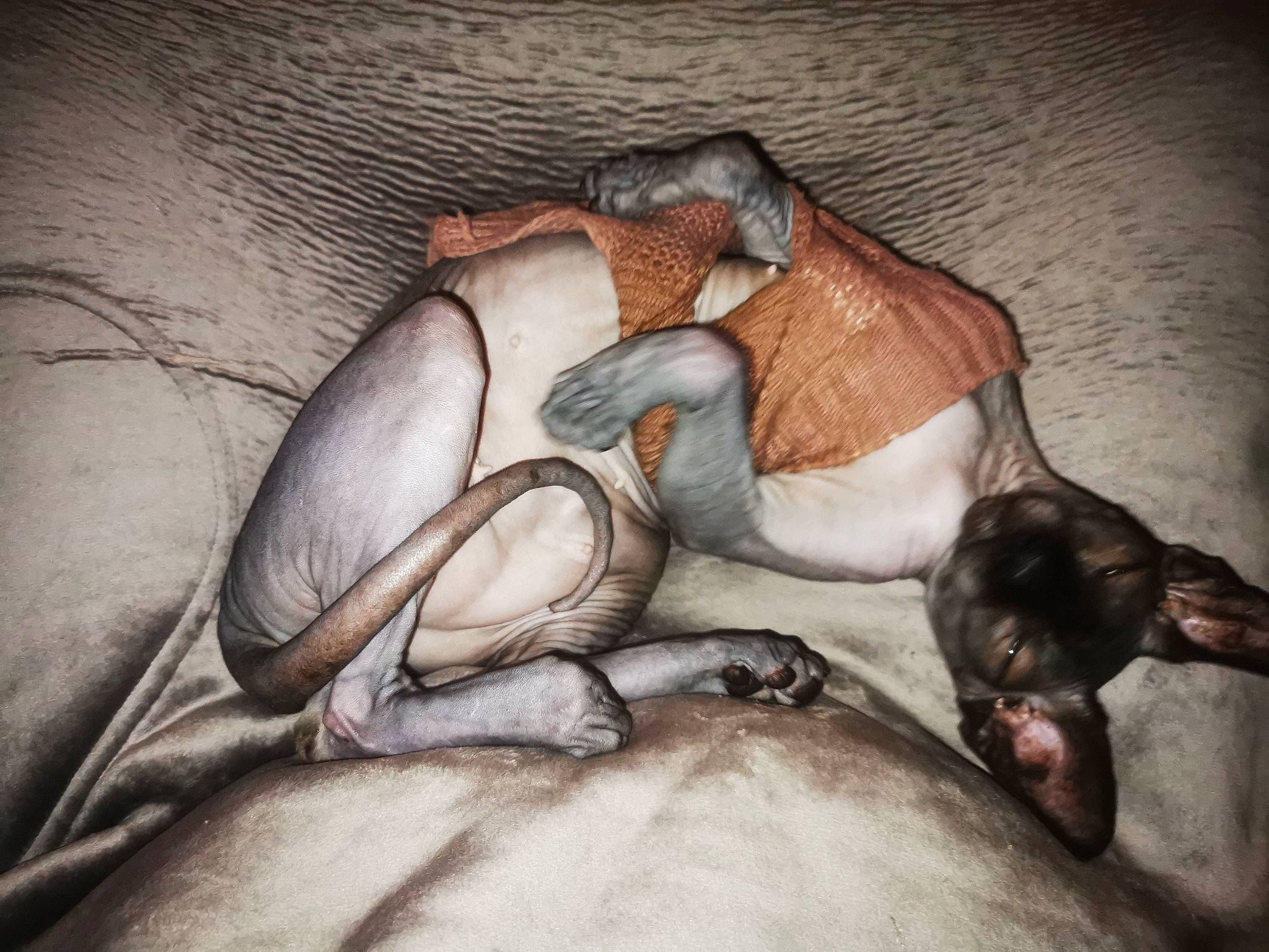 Chicken joined the competition — help win amazing prizes! art, bat, carnivore, claw, comfort, dog_breed, drawing, fawn, felidae, figure_drawing, jaw, mammal, painting, paw, snout, tail, terrestrial_animal, tree, vertebrate, wood