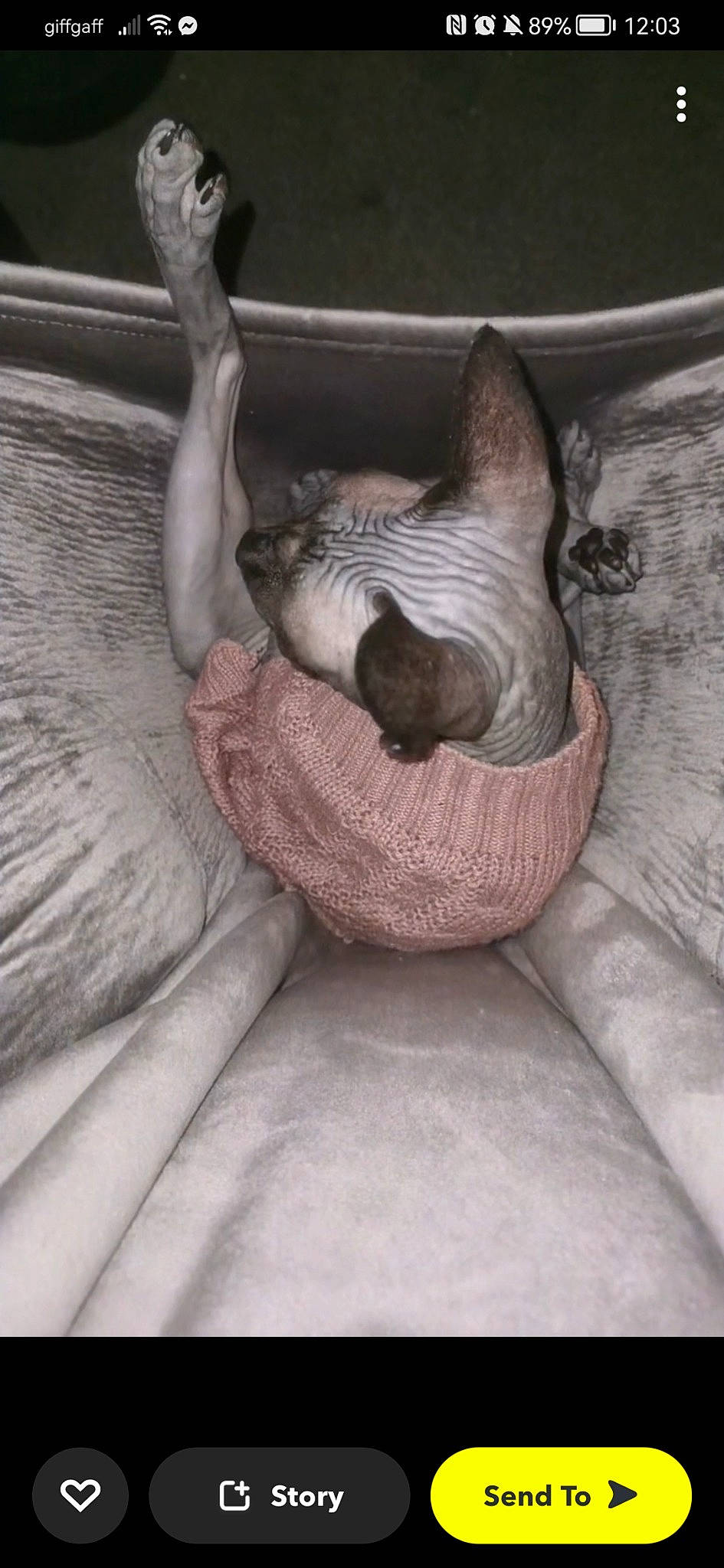 Chicken is registered to the contest to win money with this photo: carnivore, cat, cat_bed, cat_supply, club_chair, comfort, companion_dog, dog_breed, fawn, felidae, flooring, grey, hammock, linens, room, small_to_medium_sized_cats, tail, terrestrial_animal, whiskers, wood