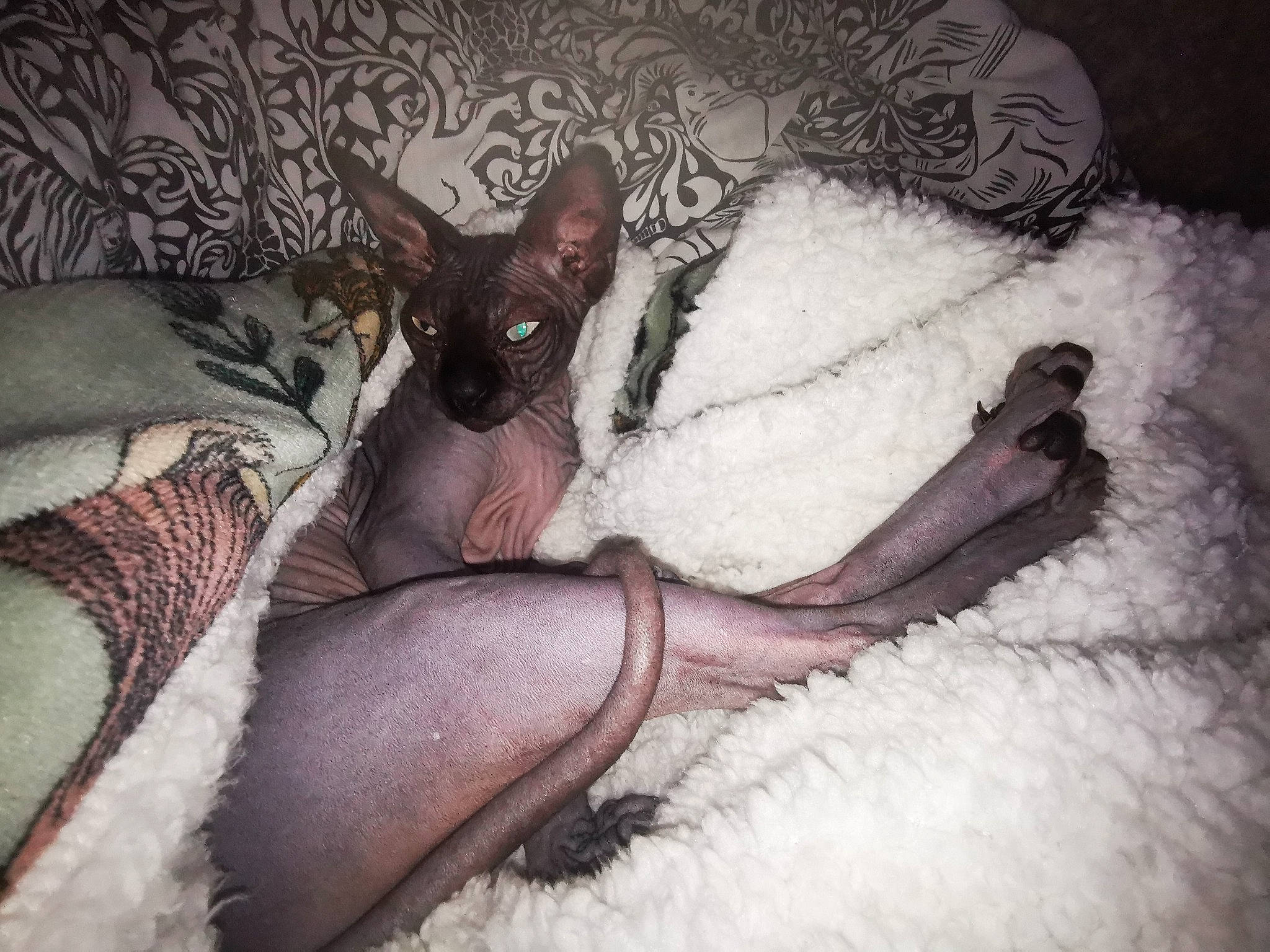 Chicken joined the competition — help win amazing prizes! canidae, carmine, carnivore, comfort, companion_dog, dog, dog_breed, fawn, foot, fur, linens, liver, paw, snout, snow, sporting_group, toy_dog, whiskers, winter, working_animal