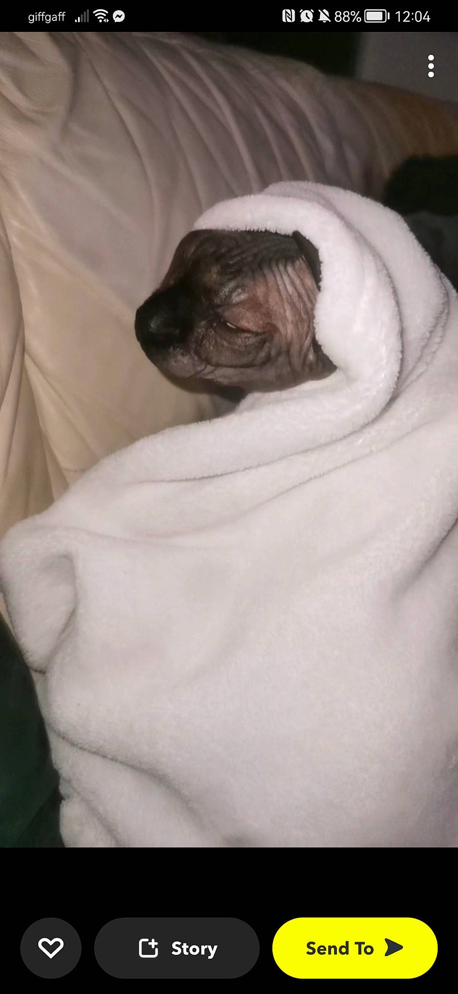 Chicken joined the competition — help win amazing prizes! bedding, carnivore, comfort, companion_dog, dog, dog_breed, duvet, fawn, felidae, fur, grey, linens, liver, pug, small_to_medium_sized_cats, snout, sporting_group, toy_dog, whiskers, wrinkle